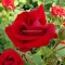 Piros virágágyi ágyás rózsa - Rosa Nina Weybull - Konténeres rózsa