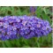 Törpe nyáriorgona - Buddleja davidii Nanho Blue