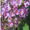 Nyáriorgona rózsaszín Buddleja davidii Nike