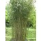 Nyíl bambusz - Középmagas bambuszok - Pseudosasa japonica