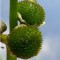 Tavi növények Nyíllevelű nyílfű termés - Sagittaria