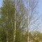 Nyírfa Betula pendula cserepes 40-60 cm