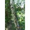 Nyírfa Betula pendula cserepes 40-60 cm
