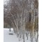 Fák, Díszfák Fehér törzsű nyírfa- Betula pendula