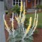 Ökörfarkkóró - Forrás: http://hortophile.wordpress.com/2011/08/21/verbascum-bombyciferum