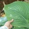 Óriás Árnyékliliom - Hosta Empress Wu - Árnyéki évelő - Fotó: http://livingfashion.co.nz/variety/hosta-empress-wu/