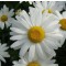 Kerti óriás margaréta - Leucanthemum x superbum Gruppenstolz
