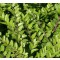 Örökzöld mirtuszlonc, Lonicera nitida Maingrün