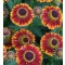 Őszi napfényvirág Helenium Bandera