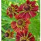 Őszi napfényvirág Helenium Rubinzwerg