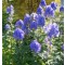 Őszi sisakvirág - Aconitum carmichaelii Arendsii