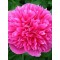 Illatos bazsarózsa sötét rózsaszín Paeonia Rosea Plena