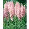 Pampafű rózsaszín bugás - Cortaderia selloana Rosea