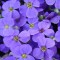 Kerti pázsitviola kék virágú sziklakerti évelő - Aubrieta Hamburger Stadtpark