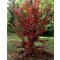 Fák, Díszfák Perzsa varázsfa őszi lombszín: Forrás: http://1003gardens.blogspot.hu/2012/10/parrotia-subaequalis-in-witch-hazel.html