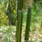 Kínai aranycsíkos bambusz - Phyllostachys aureosulcata