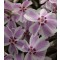 Árlevelű lángvirág - Phlox subulata Candy Stripes