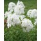  Bugás lángvirág fehér virágú Phlox paniculata Fujiyama