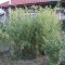 Örökzöld növények Phyllostachys humilis bambusz
