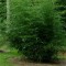Örökzöld növények Phyllostachys propingqua - Bambusz