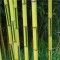 Örökzöld növények Zöld csíkos aranysárga bambusz - Phyllostachys aureosulcata Spectabilis