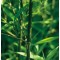 Örökzöld növények Phyllostachys humilis szára