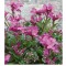 Pillás ikravirág rózsaszín virágok - Arabis Rose Delight