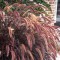 Díszfüvek Vörös levelű Tollborzfű - Pennisetum setaceum Rubrum