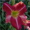 Piros virágú sásliliom Hemerocallis Sir Patrick Spens