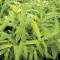 Örökzöld növények Aranysárga levelű törpe bambusz - Pleioblastus Auricoma