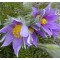 Kökörcsin ibolyakék Pulsatilla vulgaris Pinwheel Blue - cserepes évelő virág