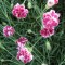 Pünkösdi szegfű tarka virágú - Dianthus gratianopolitanus Whatfield Gem - sziklakerti évelő