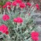 Sziklakerti évelők Pünkösdi szegfű - Dianthus Rubin