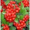 Tűztövis Pyracantha coccinea Mohave 50-60 cm