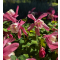 Japán harangláb Aquilegia flabellata Cameo Red and White
