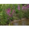 Réti füzény Lythrum salicaria cserepes évelőágyi és vízparti virág