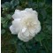 Hófehér talajtakaró rózsa – Rosa Alba Meillandina