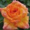 Narancssárga törpe mini rózsa Rosa Baby Darling