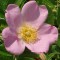 Vadrózsa - Rosa carolina virág