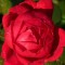 Vörös virágú futó rózsa Rosa Demokracie