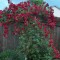 Bordó virágú futórózsa - Don Juan - Konténeres rózsa