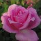 Ezüstös rózsaszín teahibrid rózsa Rosa Eiffel Tower