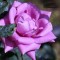 Sötétlila virágú illatos teahibrid vágó rózsa - Rosa Eminence - Konténeres rózsa