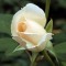 Vajszínű enyhén rózsaszín szélű teahibrid rózsa  Rosa Grand Mogul