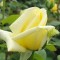 Sötétsárga teahibrid rózsa Rosa Landora