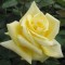 Sötétsárga teahibrid rózsa Rosa Landora