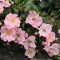 Világos rózsaszín talajtakaró rózsa Rosa Satin Haze