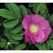 Japán rózsa - Rosa rugosa vadrózsa