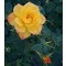 Rézsárga törpe mini rózsa Rosa Korcelin
