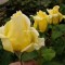 Sárga virágú futó kúszó rózsa - Rosa Royal Gold - Konténeres rózsák